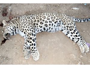 Diyarbakırda öldürülen leopar sergilenecek
