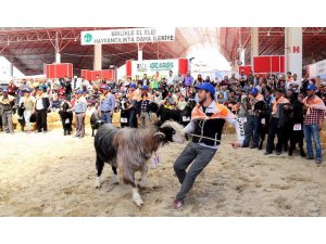 Finale Bakan Fakıbaba davet edildi