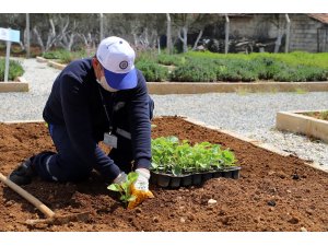 Muğla Büyükşehir 16 Bin 800 Fideyi Toprakla Buluşturdu