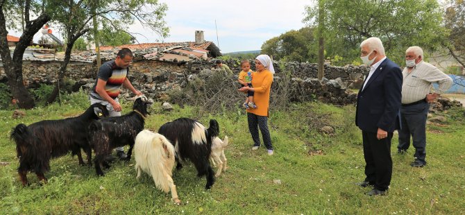 Muğla Büyükşehir Üç İlçede Kıl Keçisi Dağıtacak