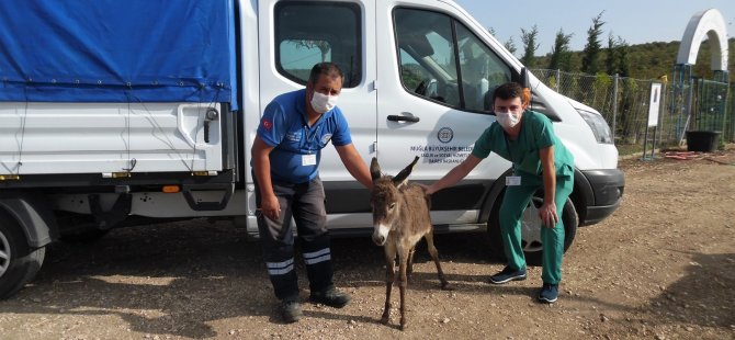 3 Eşek Bursa’ya Gönderildi