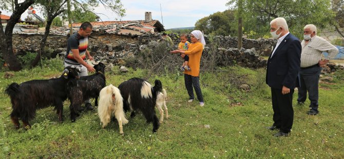 Muğla Büyükşehir’den 100 Aileye 300 Kıl Keçisi