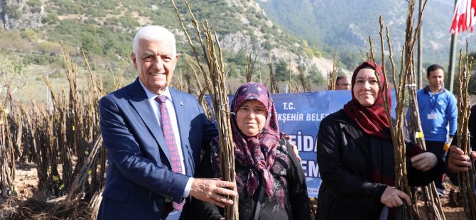 ​​​​​​​Muğla Büyükşehir Ceviz Fidanı Dağıtımına Başladı