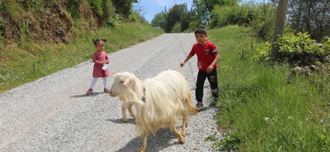 140 Kadın Üreticiye 420 Kıl Keçisi Dağıtıldı