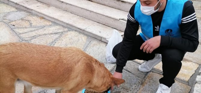 Muğla’da sokak hayvanları Ülkü Ocakları tarafından beslendi