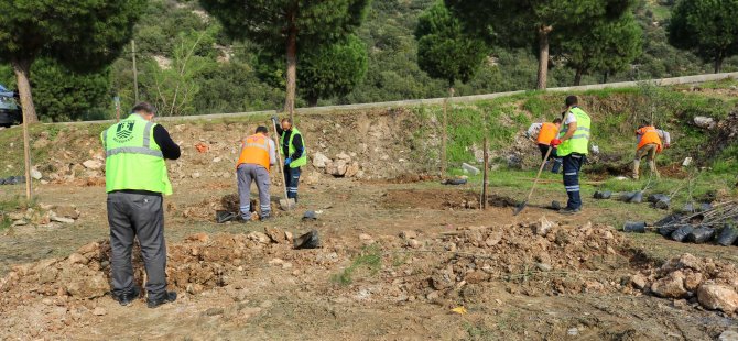 Bodrum Belediyesi'nden Fidan Ve Ağaç Dikimi