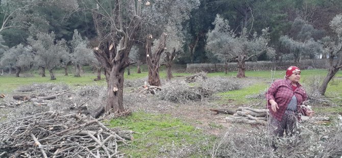 Zeytin Ağaçlarını Gençleştiren Dokunuş