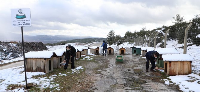 Muğla Büyükşehir, Kar Yağışında Can Dostlarını Unutmadı