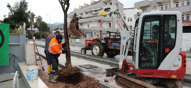 Turunç Ağaçları Geri Dikiliyor