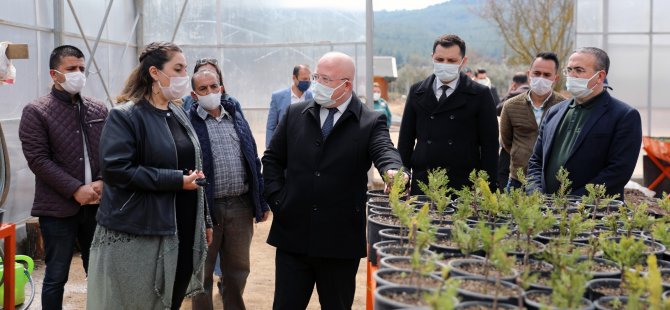 Menteşe Belediyesi Bitkilerini Kendi Serasında Üretiyor