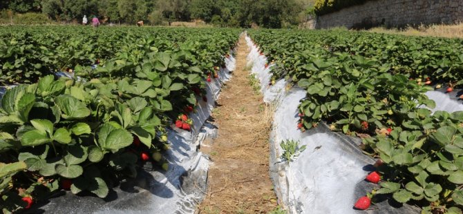 Bodrum Belediyesi, Tezgaha Çıkarılamayan Ürünleri Halka Ulaştırıyor