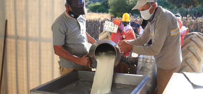 Örgütlü süt üreticilerinin bayramda yüzü güldü