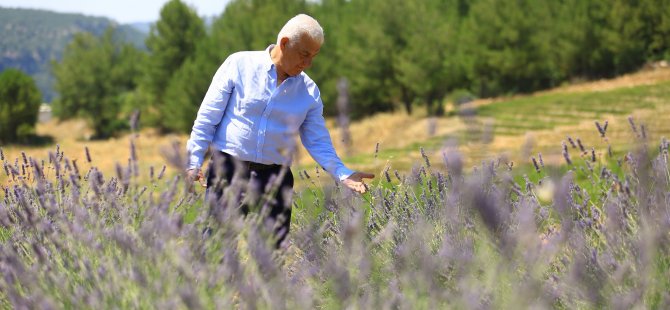 Muğla’da büyükşehir 97 bin 599 aromatik bitki dağıttı