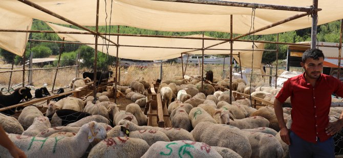 Marmaris'te Kurban Satış ve Kesim Yerleri Belirlendi