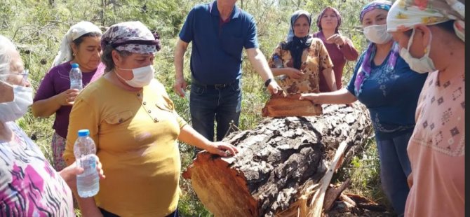 MİLAS-AKBELEN ORMANLARI BUGÜN SABAH ERKEN SAATLERDE KESİLMEYE BAŞLANDI