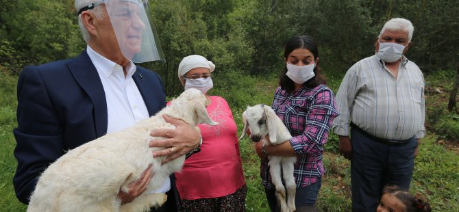 Büyükşehir 5 İlçede Daha Kadın Üreticilere Kıl Keçisi Desteği Sağlıyor