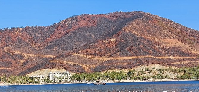 Marmaris'te yanan orman alanlarına fidan dikimi başlıyor