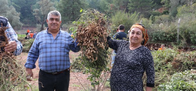 YER FISTIĞINDA İKİNCİ HASAT