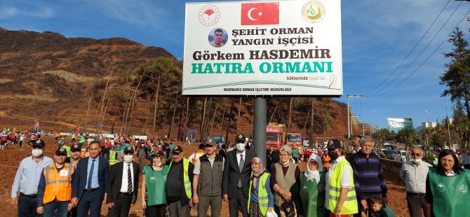 Marmaris'te Yanan Orman Alanlarına Fidan Dikimi Başladı