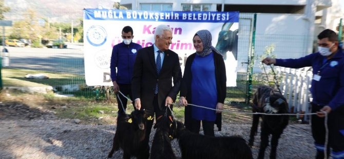 Büyükşehir Kıl Keçisi Desteğini Köyceğiz’de Sürdürdü