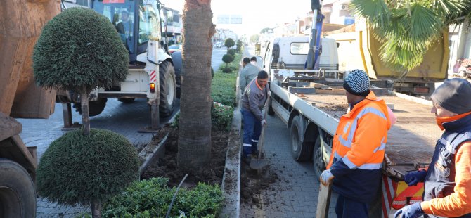 PALMİYELER ULUSAL EGEMENLİK CADDESİNİ SÜSLEYECEK