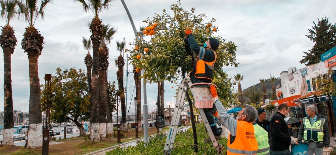 CADDE KENARLARINDAKİ TURUNÇLAR BELEDİYE EKİPLERİNCE TOPLANIYOR