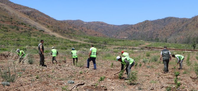 Marmaris Bördübet Tekrar Yeşeriyor