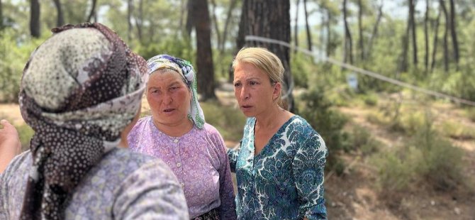 Muğla Milletvekili Süreyya Öneş Derici Akbelen Ormanından İktidara Seslendi: “3 günlük kar için 300 yılımızı çöpe atıyorsunuz!”