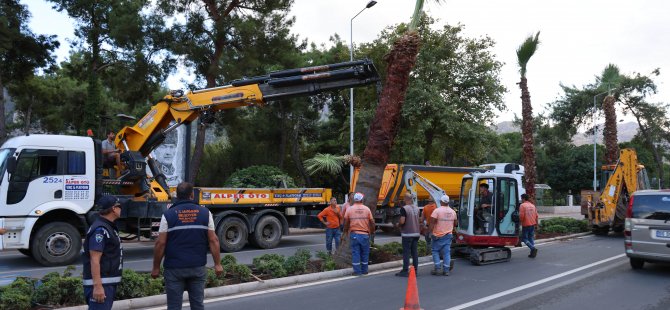 İÇMELER’İ PALMİYELER SÜSLEYECEK