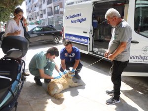 Can dostlar İçin Acil Müdahale Aracı Yollarda