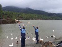 Muğla Büyükşehir Ula Göleti’ndeki Can Dostları Unutmadı