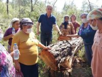 MİLAS-AKBELEN ORMANLARI BUGÜN SABAH ERKEN SAATLERDE KESİLMEYE BAŞLANDI