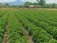 Muğla’nın Çilekleri Migros Raflarında