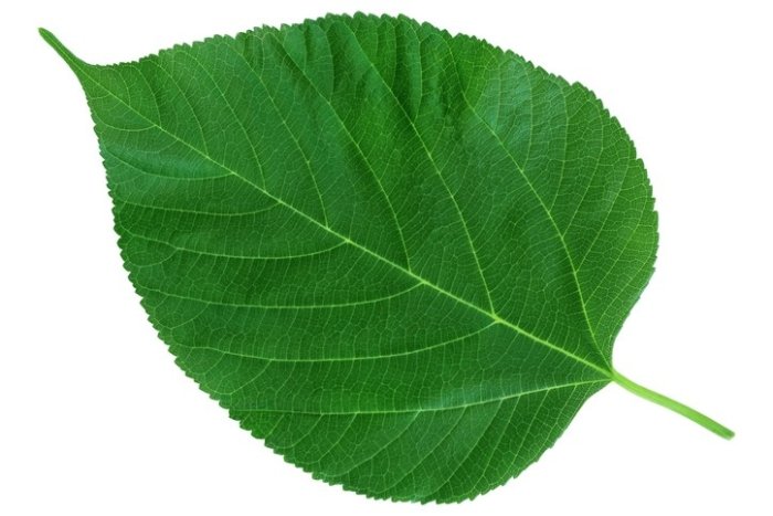 adverse-events-expert-says-conclusion-that-white-mulberry-leaf-caused-death-is-mere-speculation-003.jpg